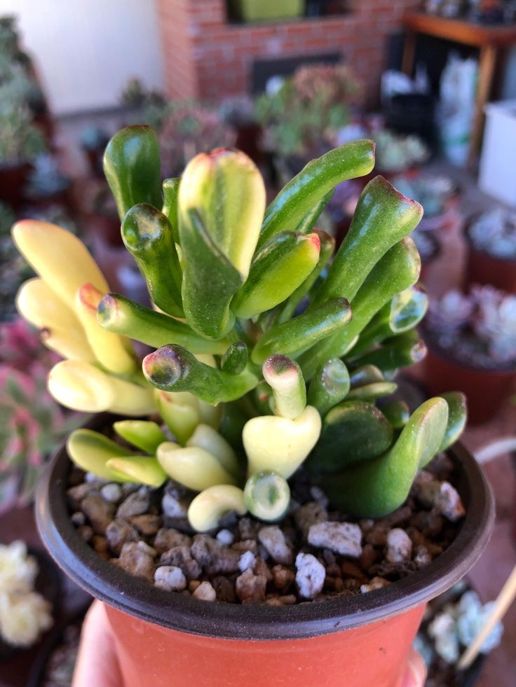 Buy Crassula ovata 'Gollum Jade' Online | Lucky Succulent