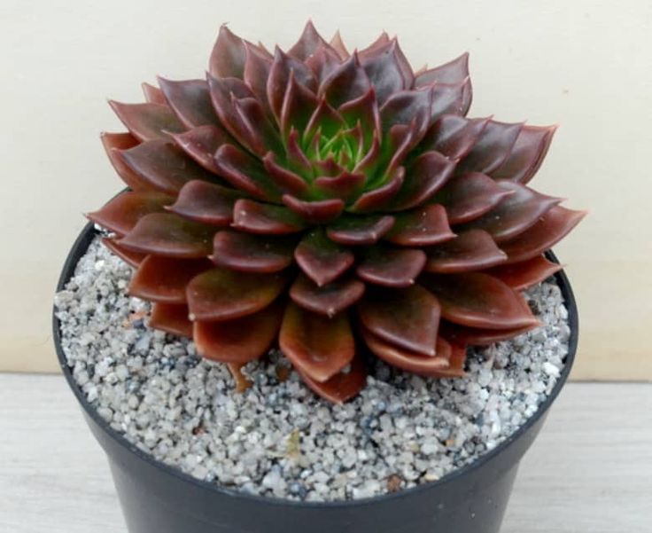 Buy Echeveria 'Black Prince' (Vishnu Kamal) Succulent Online  Plants Mantra